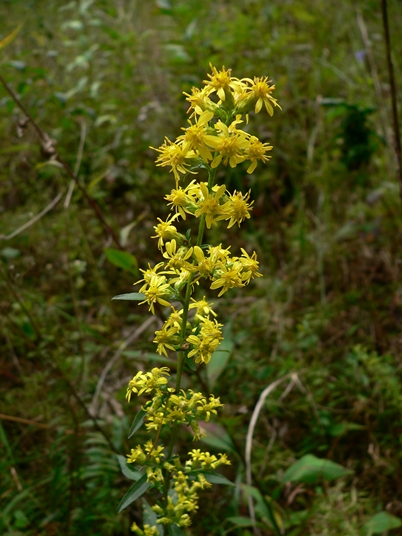 {Solidago erecta}